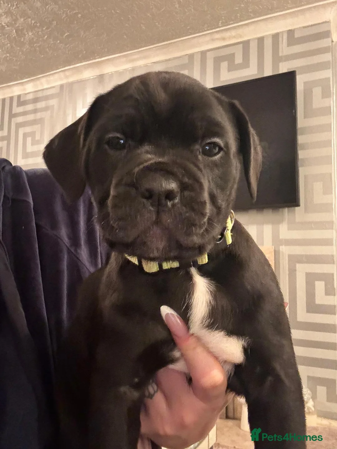 Mixed Breed dogs for sale: Presa Canario/Cane Corso Puppies 🐶 - Advert 5