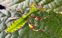 Stick Insects invertebrates for sale: Cryptophyllium limogesi nymphs (leaf insects) - Image 2