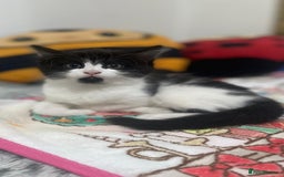 Mixed Breed cats for sale: Mix maine cone kittens  - Image 13