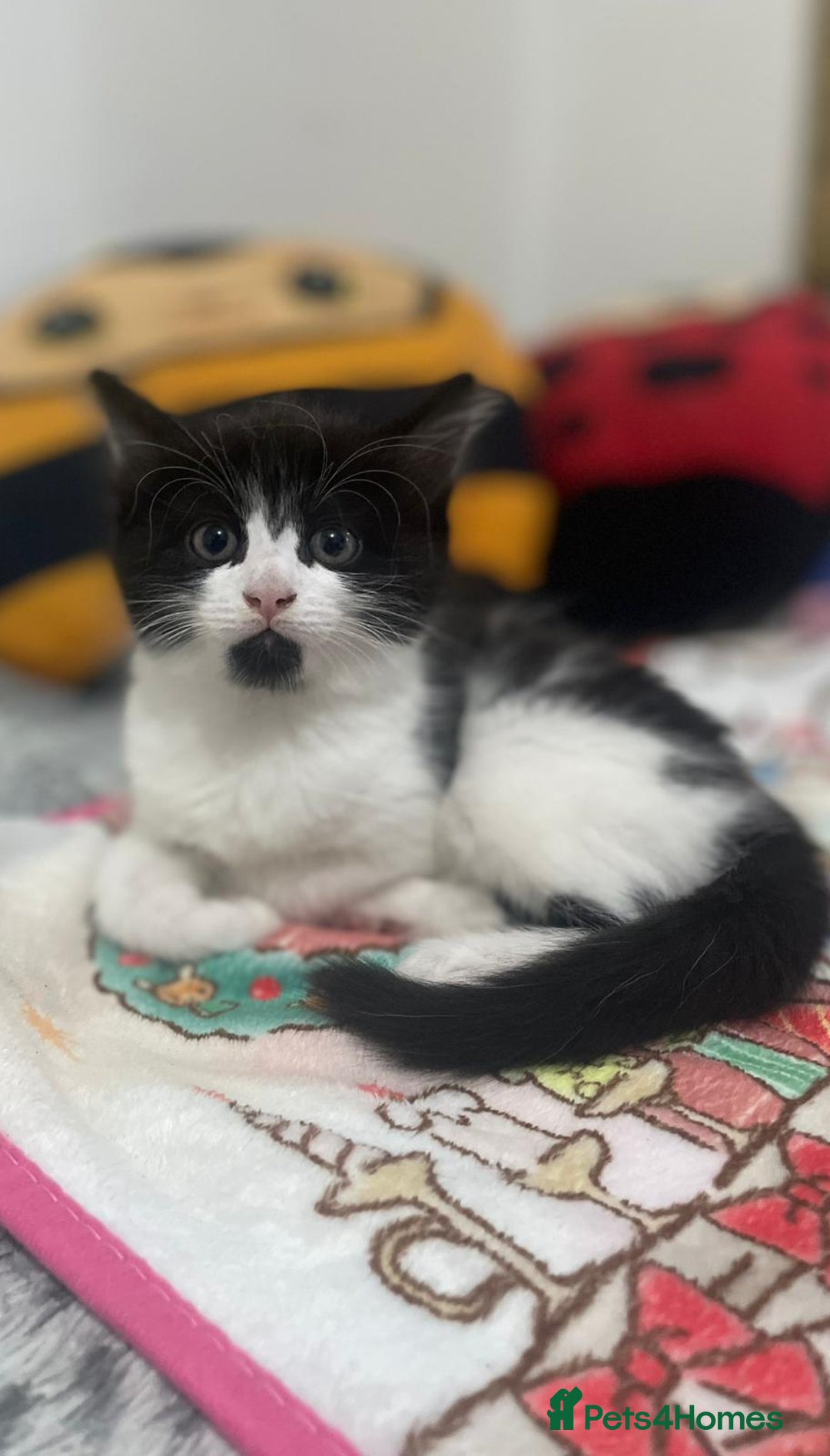 Mixed Breed cats for sale: Mix maine cone kittens  - Image 13