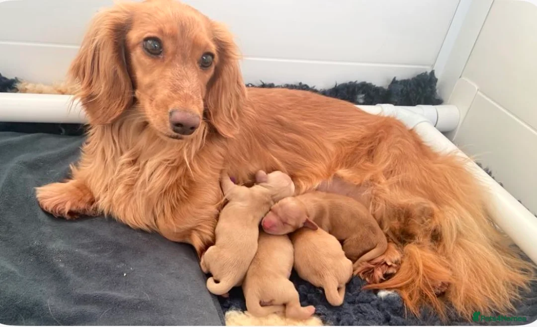 Miniature Dachshund dogs for stud: KC Dachshund cream long hair Stud [ee/ii] - Advert 8