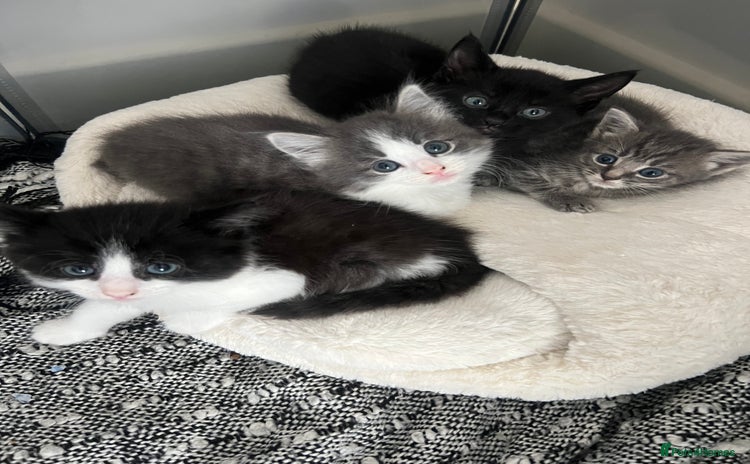 Mixed Breed cats - Advert 1