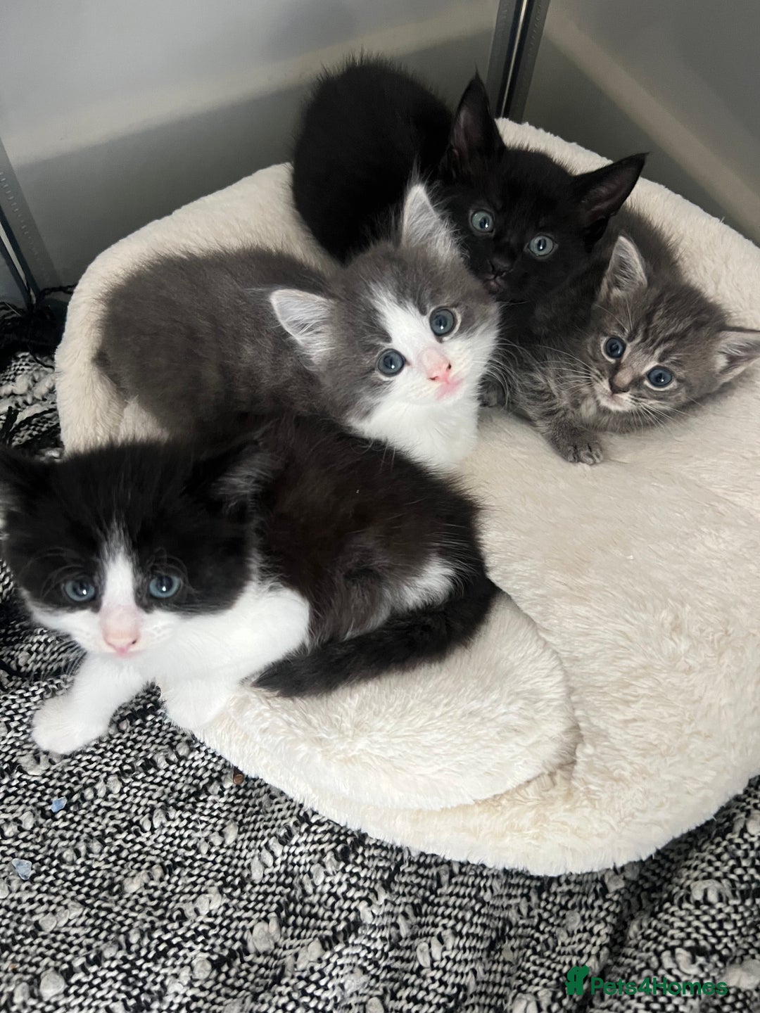 Mixed Breed cats for sale: Beautiful kittens - Image 1