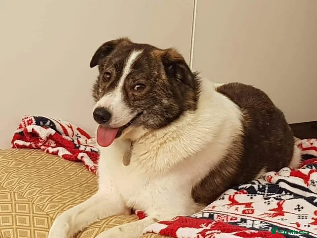 Mixed Breed dogs for adoption: Albie - Norwich Norfolk  - Advert 6
