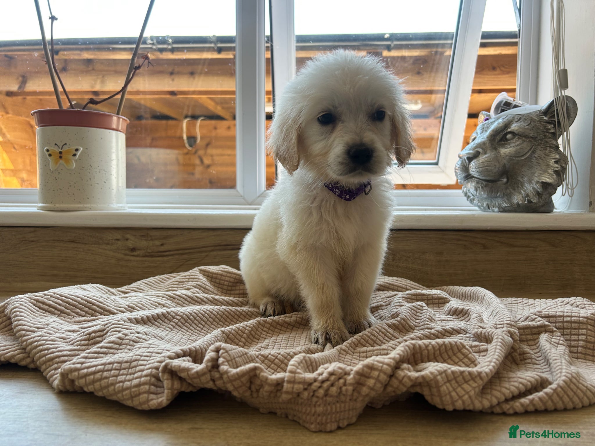 Golden Retriever dogs Our beautiful golden retriever pups - Advert 5