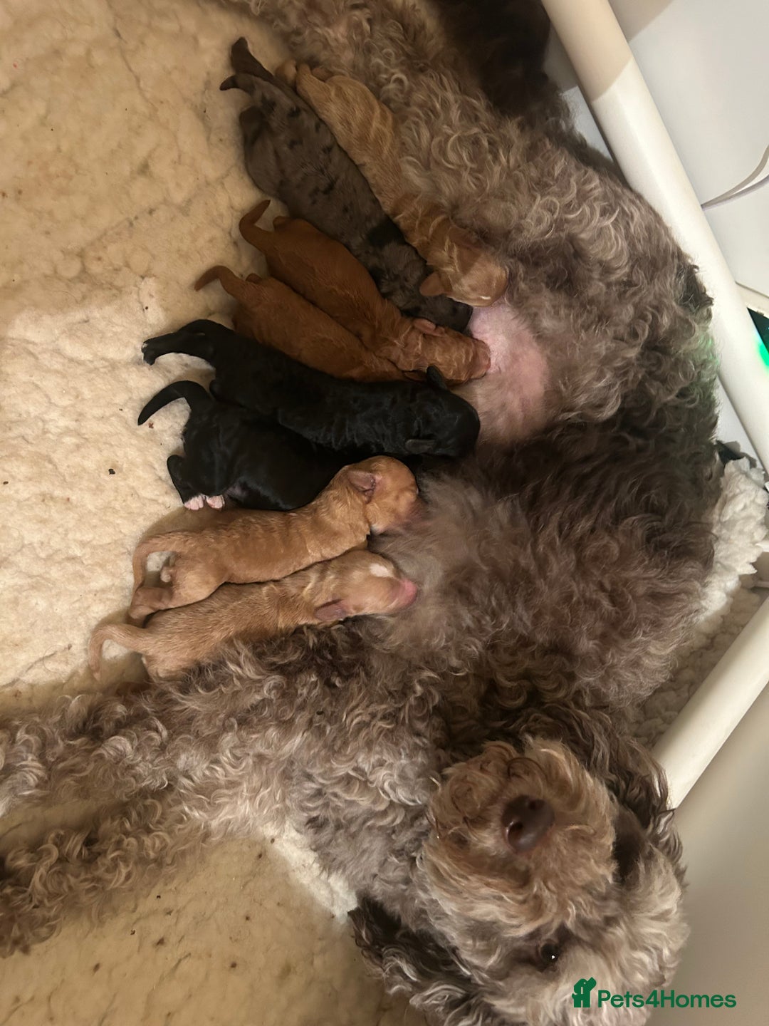 Mixed Breed dogs for sale: Beautiful miniature labradoodle puppies  - Advert 11