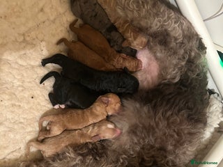 Mixed Breed dogs Beautiful miniature labradoodle puppies - Advert 4