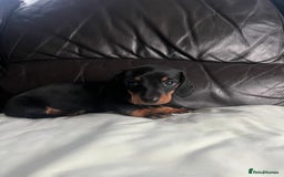 Miniature Dachshund dogs for sale: Gorgeous mini dachshund puppies  - Image 5