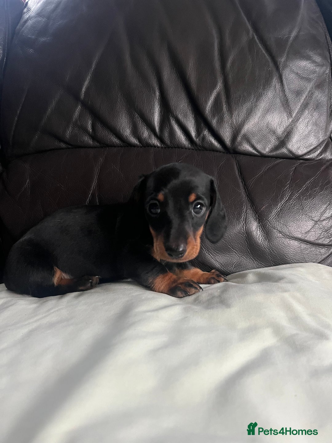 Miniature Dachshund dogs for sale: Gorgeous mini dachshund puppies  - Image 5