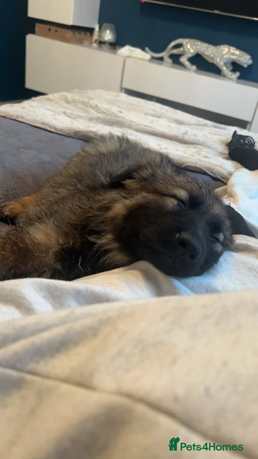German Shepherd dogs for sale: Female long hair Germany shepherd pup - Advert 16