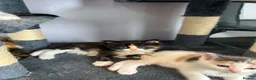 Ragcoon cats for sale: Ragcoon  in Middlewich - Advert 12