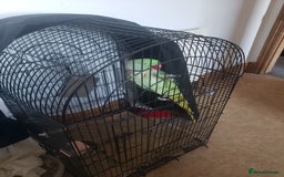 Parrots birds for sale: Parrot for sale - Advert 4