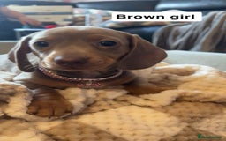 Dachshund dogs for sale: Dachshund puppies - Image 5
