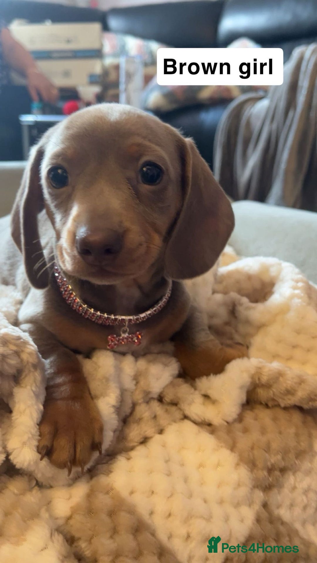 Dachshund dogs for sale: Dachshund puppies - Image 5