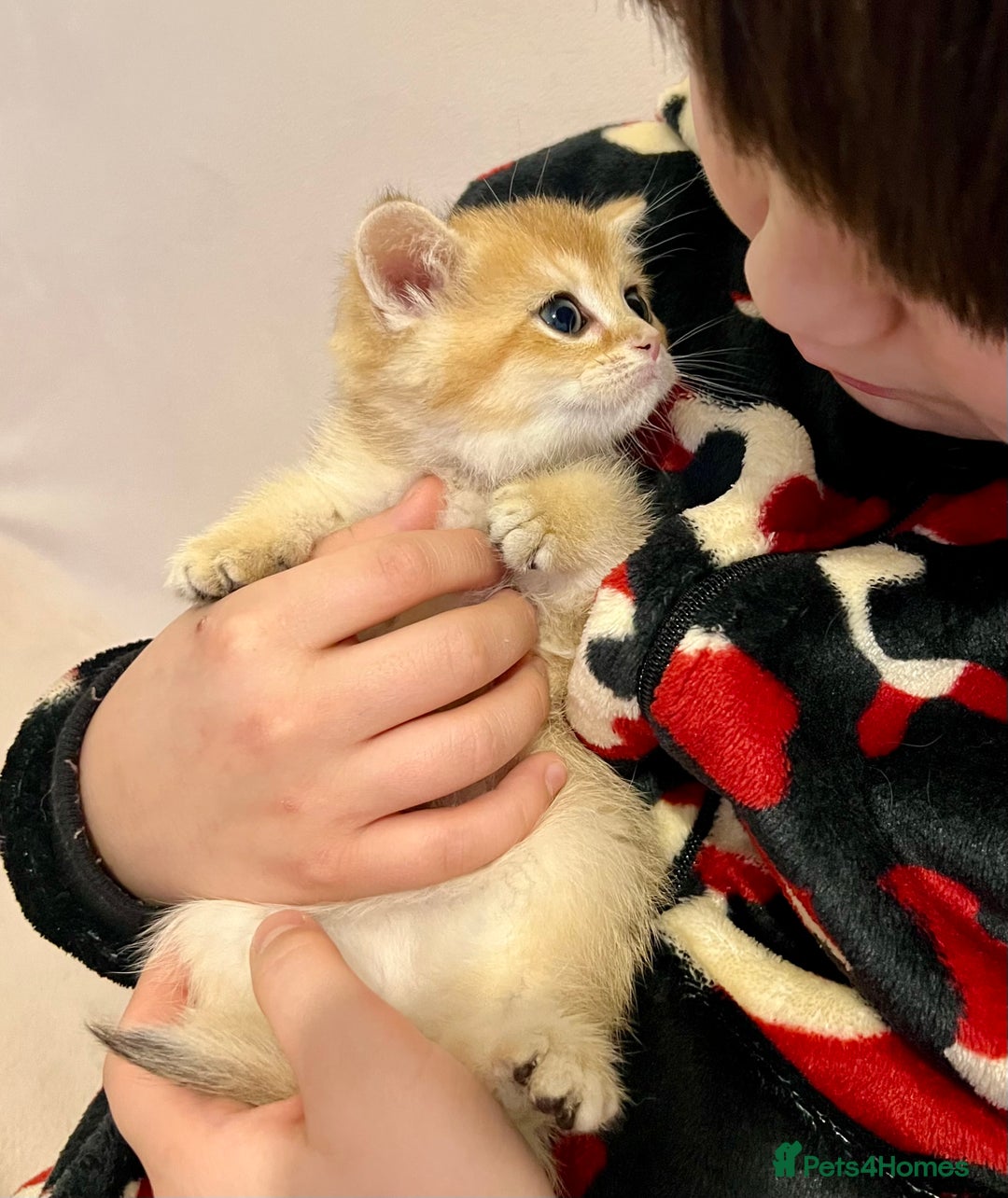 British Shorthair cats for sale: 🐾 Purebred BSH Kittens 🐾 - Advert 20