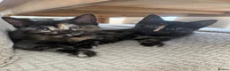 Mixed Breed cats for sale: Lovely kittens ready to be rehomed  - Advert 6