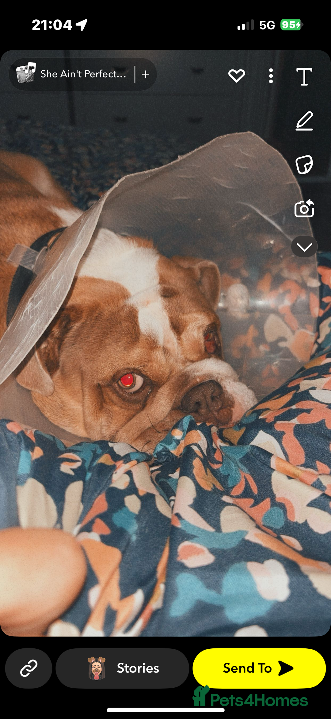 English Bulldog dogs for sale: Male English bulldog  - Advert 4