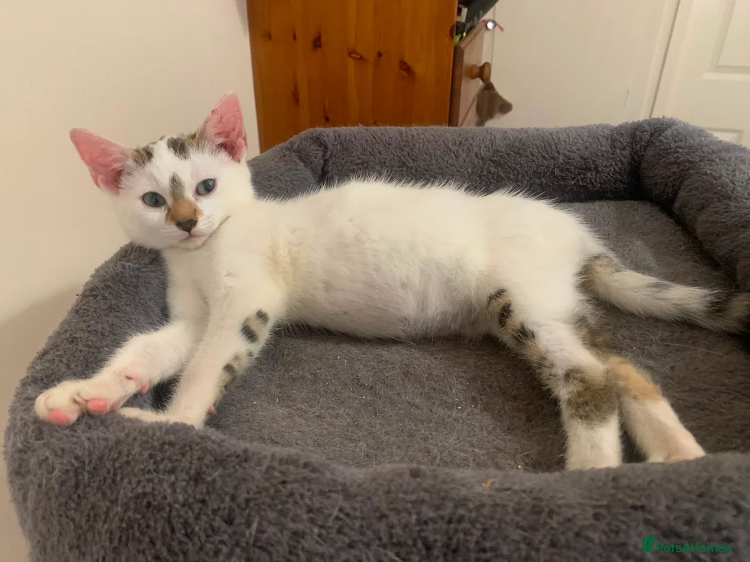 Mixed Breed cats for sale: Lovely friendly kittens Bengal x  - Advert 2