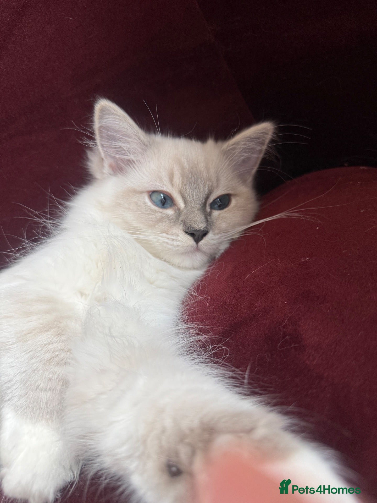 Ragdoll cats LUXURY RAGDOLL KITTENS  - Advert 2
