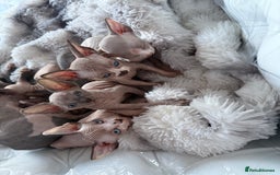 Sphynx cats for sale: canadian sphynx for sale  - Advert 26