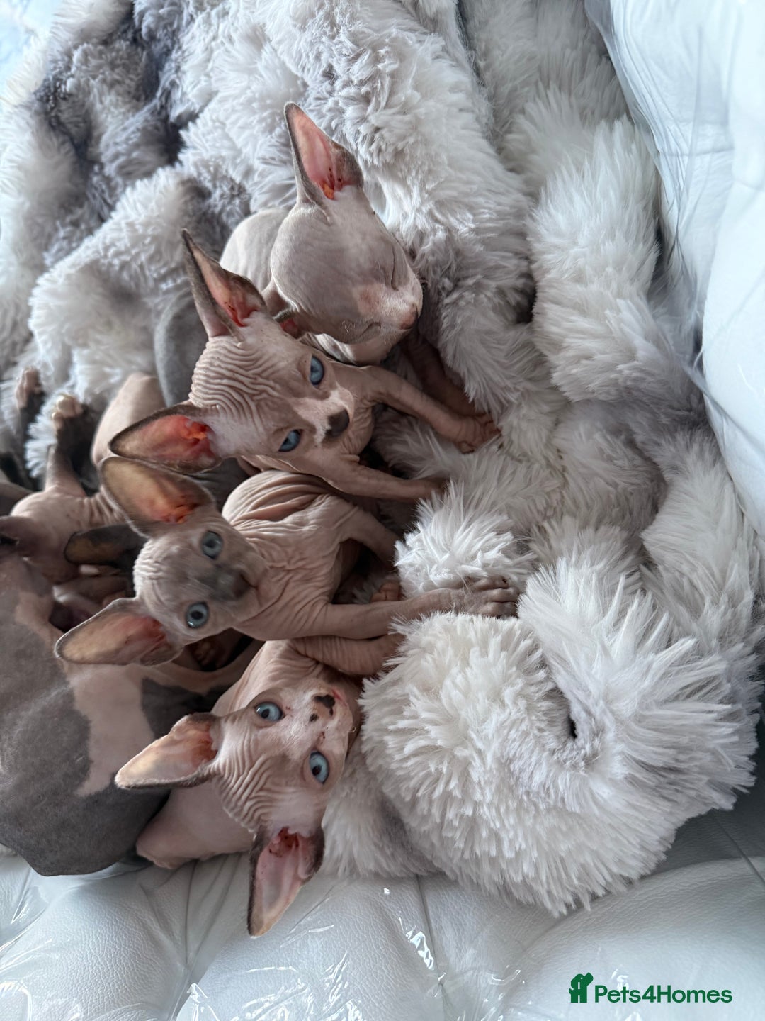 Sphynx cats for sale: canadian sphynx for sale  - Advert 26
