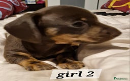 Dachshund dogs for sale: 7 beautiful dachshunds puppys - Image 25