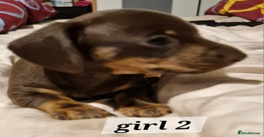 Dachshund dogs - Advert 9