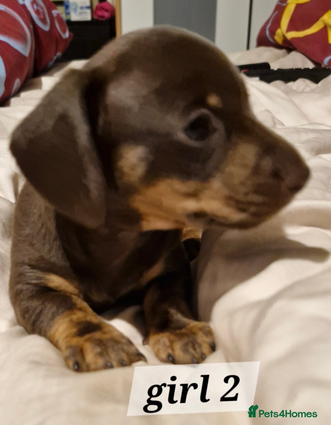 Dachshund dogs for sale: 7 beautiful dachshunds puppys - Image 25