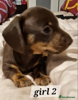 Dachshund dogs - Advert 9