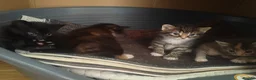 Mixed Breed cats for sale: 4 gorgeous little kitten looking for homes  - Advert 32