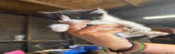 Mixed Breed cats for sale: Cute kittens for sale  - Advert 6