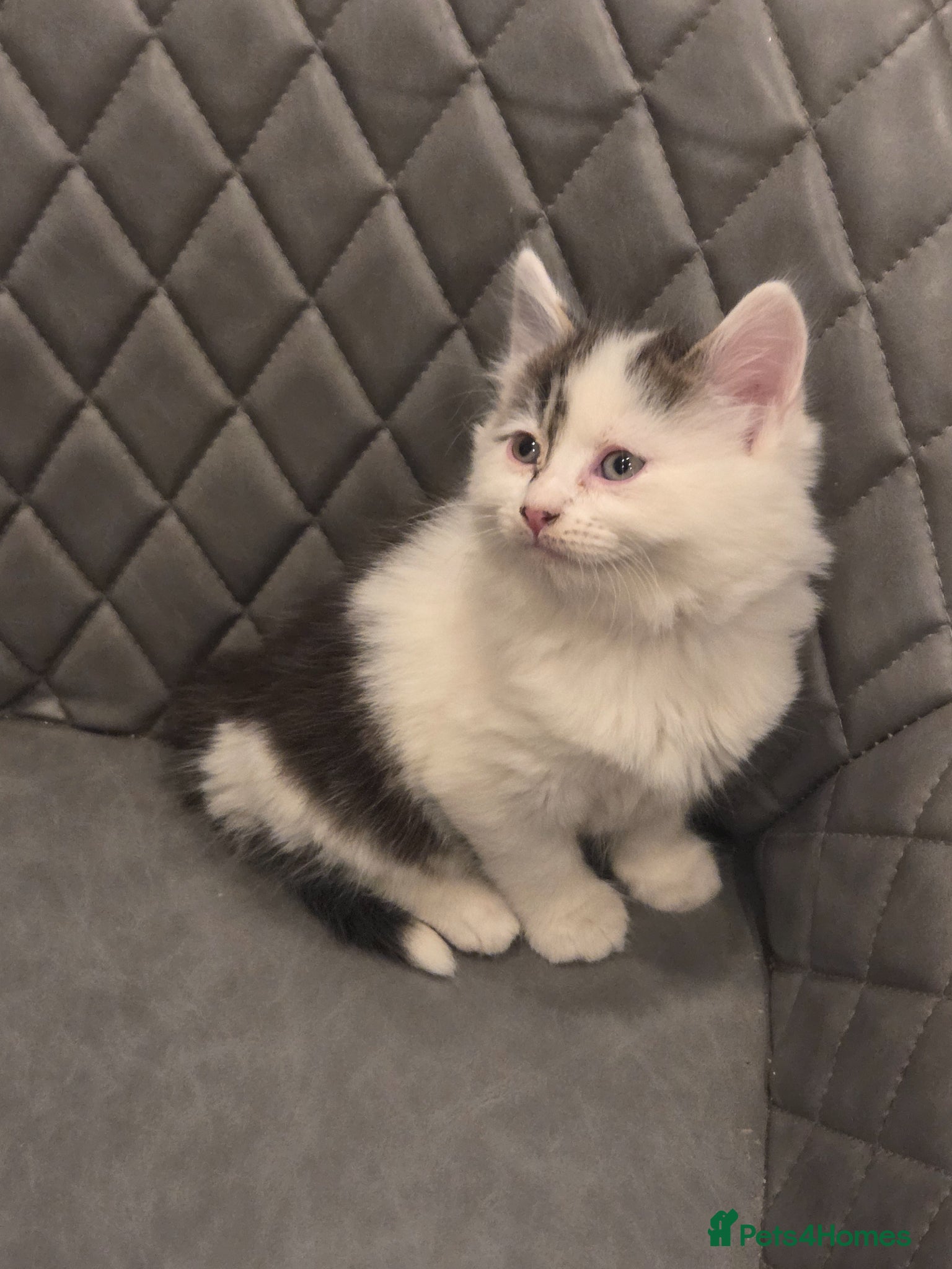 Mixed Breed cats Maincoon x British shorthair  - Advert 14