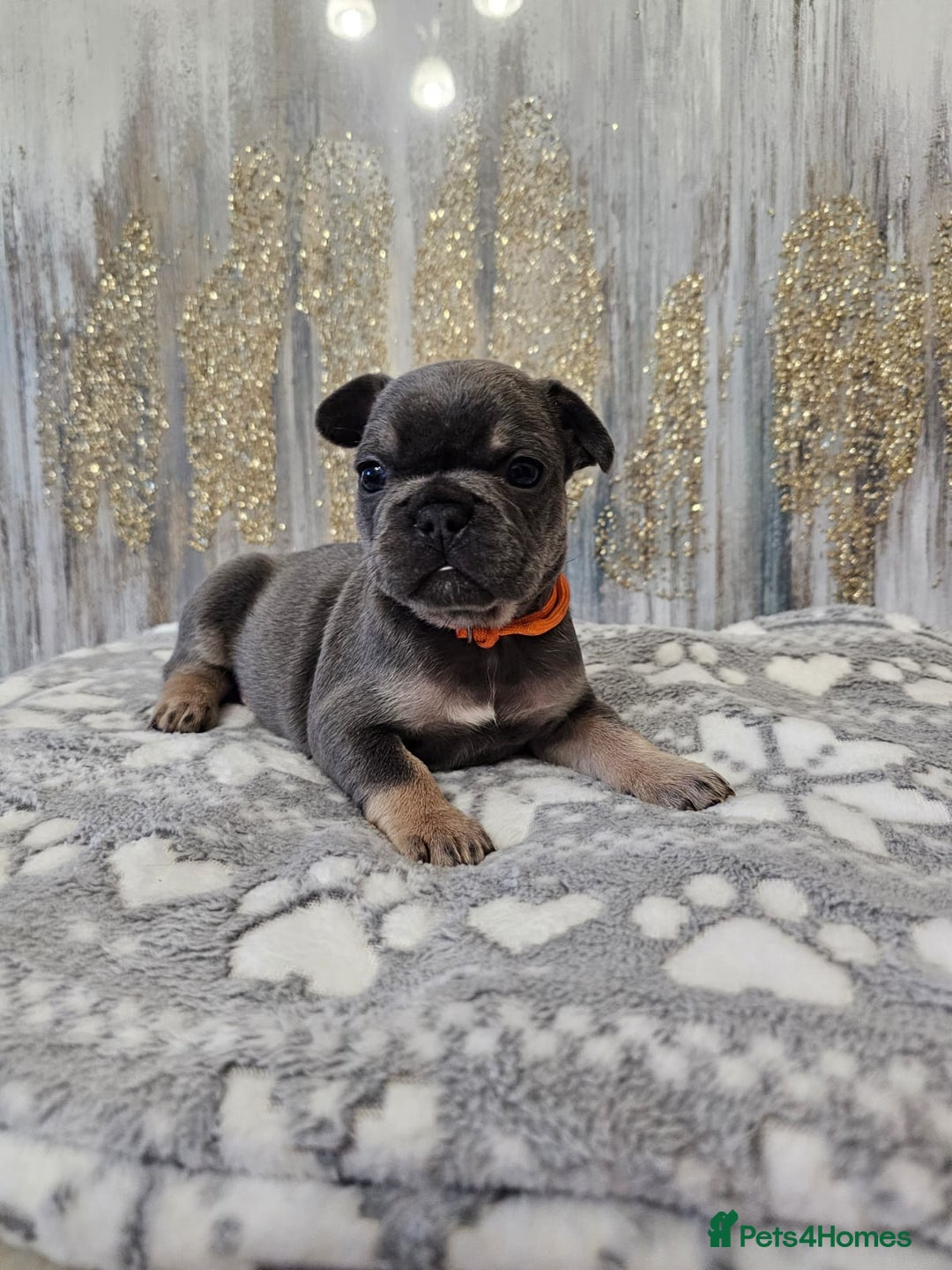 French Bulldog dogs for sale: DISCOUNT AVAILABLE FOR SERIOUSLY INTERESTED BUYERS - Advert 30