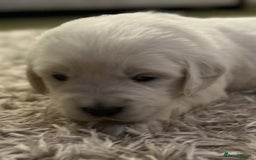 Golden Retriever dogs for sale: Chunky, cream pups - Image 32