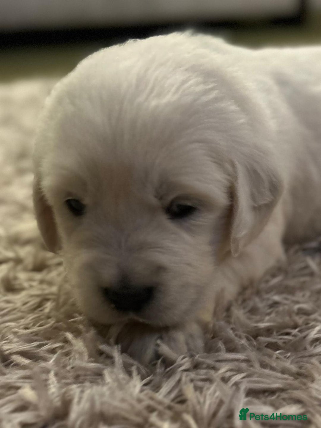 Golden Retriever dogs for sale: Chunky, cream pups - Image 32