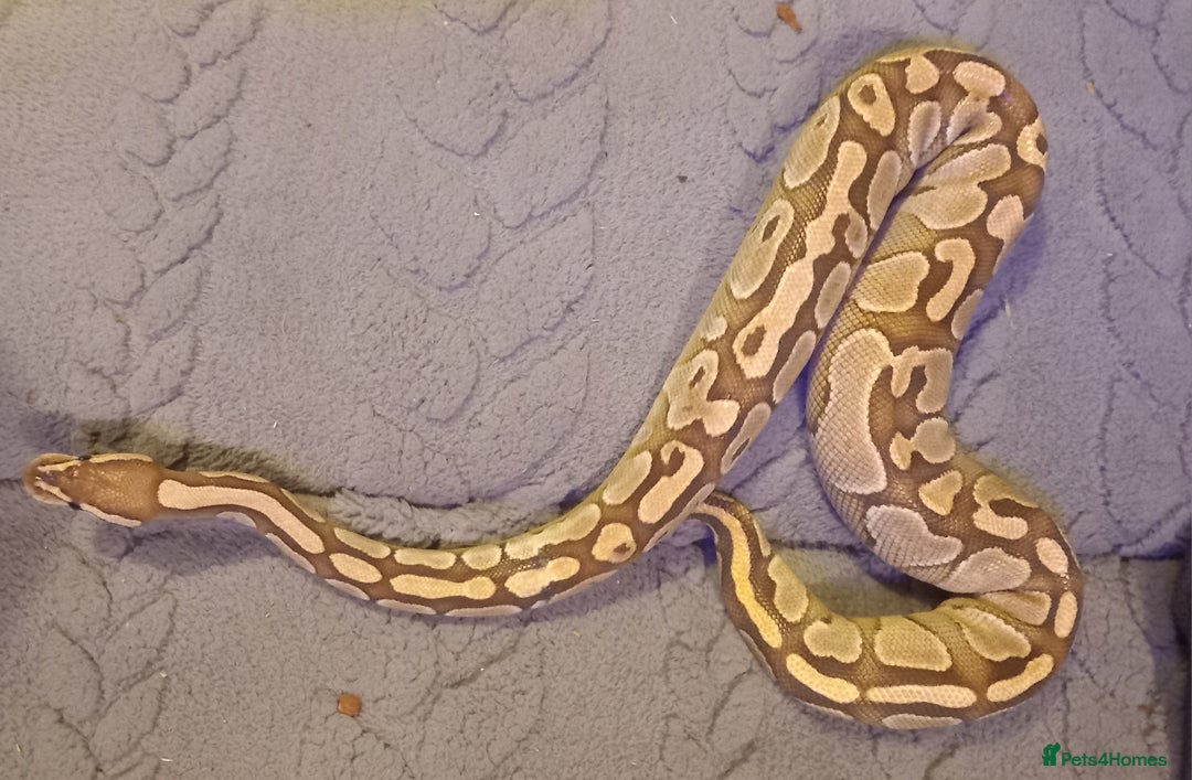 Python Snake reptiles for sale: Ball python / royal pythons male females £35-£65 - Advert 3