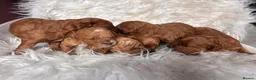 Cavapoo dogs for sale: Gorgeous litter of Cavapoo puppies  in King's Lynn - Advert 22