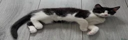 Mixed Breed cats for sale: Male kitten for sale £20 - Advert 1