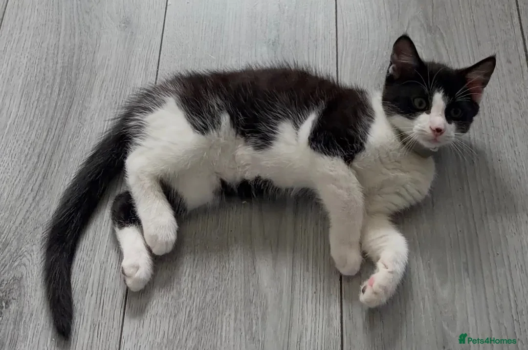 Mixed Breed cats for sale: Male kitten for sale £20 - Advert 1