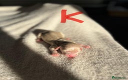 Miniature Dachshund dogs for sale: Waitlist Open! KC Miniature Long Haired Dachshunds - Image 11