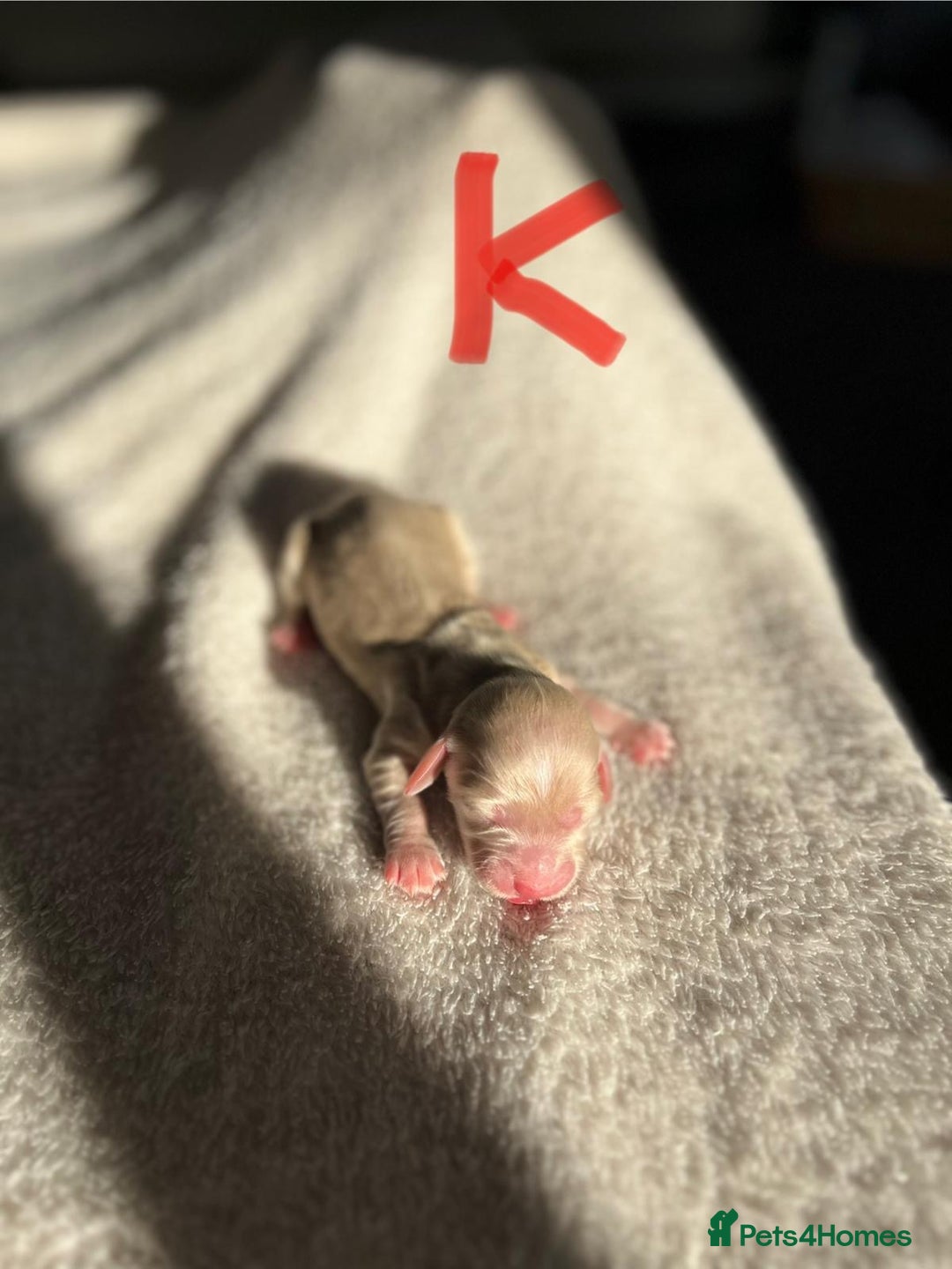 Miniature Dachshund dogs for sale: Waitlist Open! KC Miniature Long Haired Dachshunds - Image 11