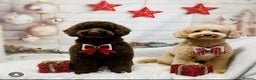 Toy Poodle dogs for stud: KC registered. GENETIC & HEALTH TESTED. in Wigan - Advert 4