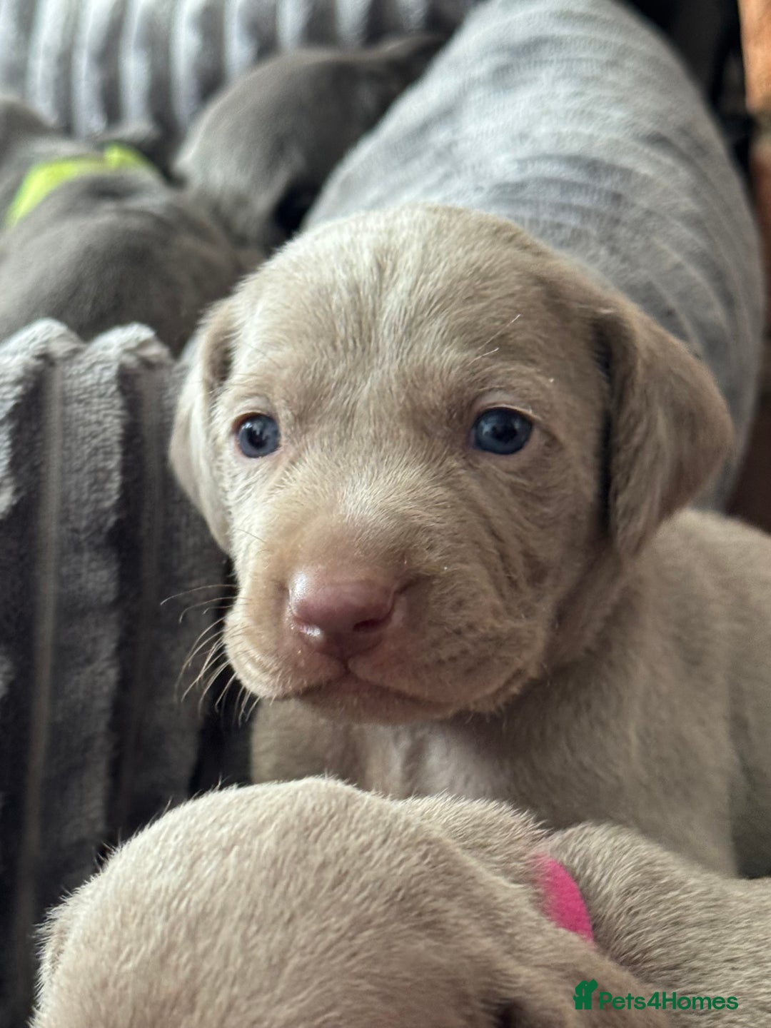 Weimaraner dogs for sale:  KC Reg Weimaraner Pups from Champion Bloodlines ✨ - Image 20
