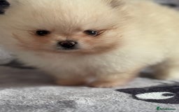 Pomeranian dogs for sale: Male Pomeranian  - Image 12