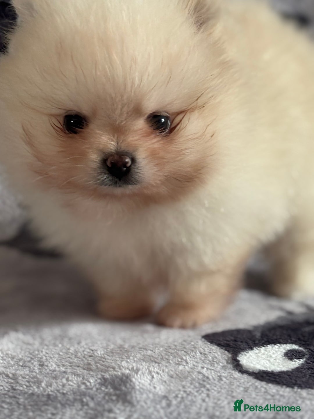 Pomeranian dogs for sale: Male Pomeranian  - Image 12