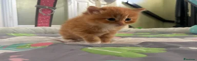 Lorax