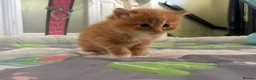 British Longhair cats for sale: Stunning fluff balls blh cross  - Advert 7