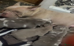 American Bully dogs for sale: ( Micro Bullys) - Image 5