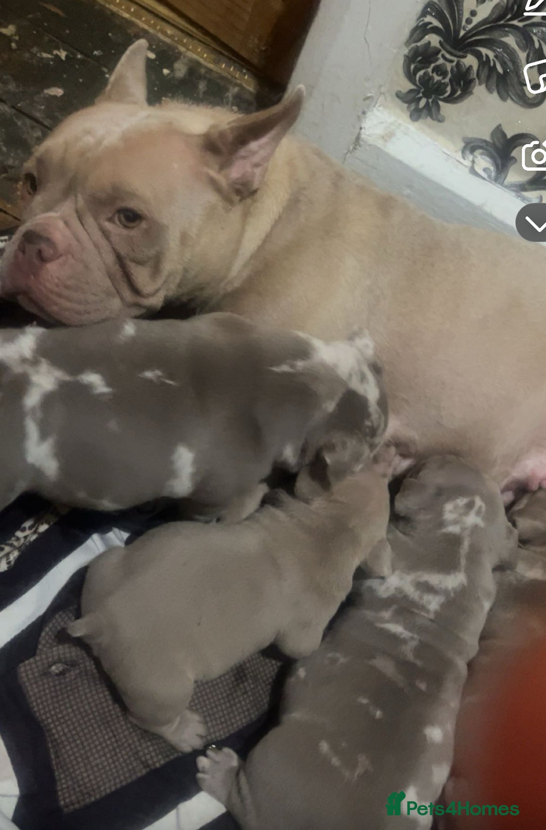 American Bully dogs for sale: ( Micro Bullys) - Image 5