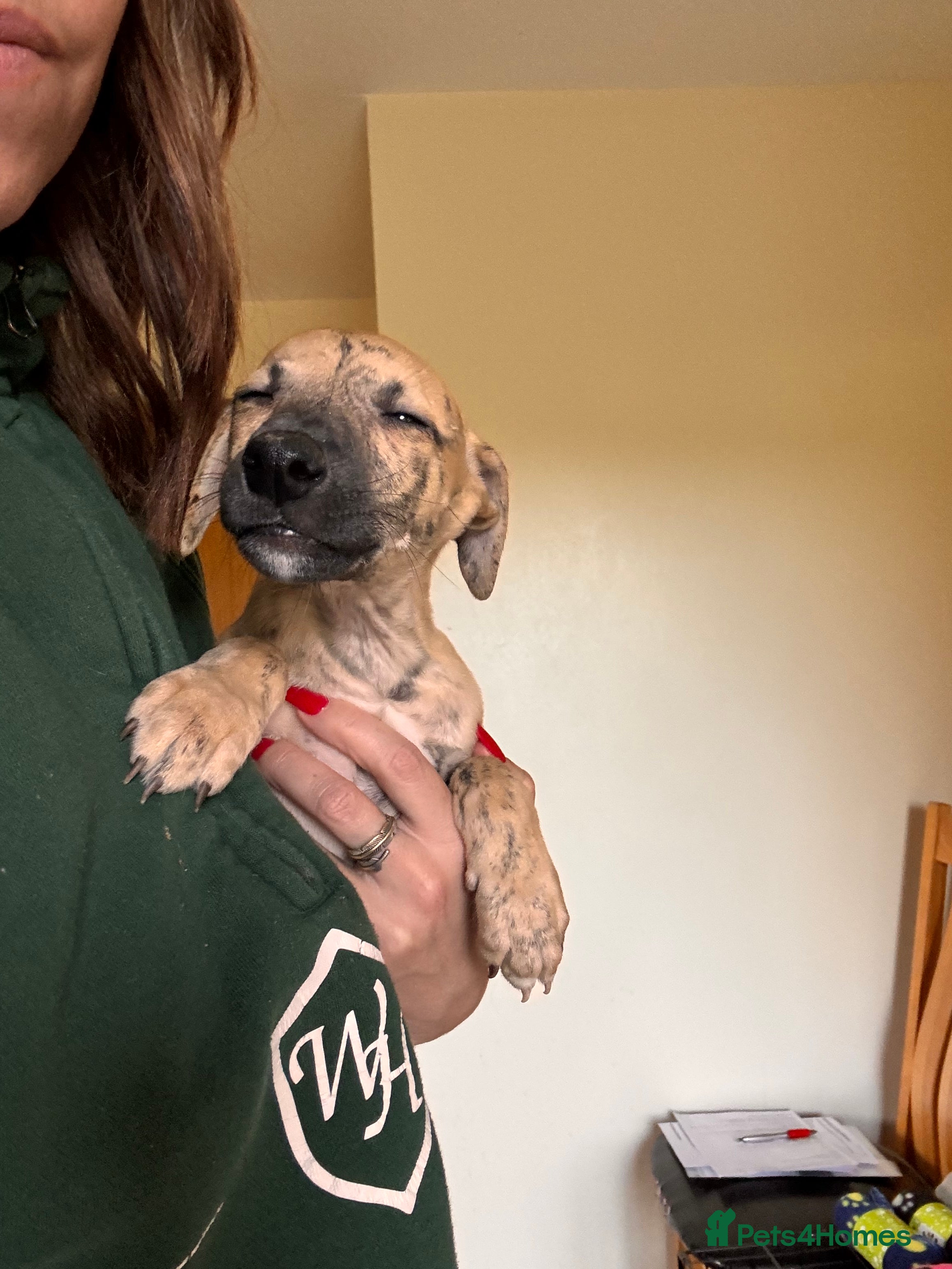 Whippet dogs READY NOW. Champion KC whippet puppies  - Advert 16